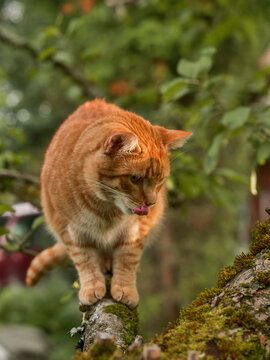 Ginger cat perches alertly on a mossy tree branch. Its fur glows warm against green leaves. The cat gazes intently, whiskers twitching slightly. Moss clings thickly to the rough bark
