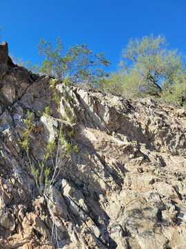 Resilient creosote bush Larrea tridentata growing out of a steep rocky desert cliff of North Mountain under blue sky, Phoenix, Arizona