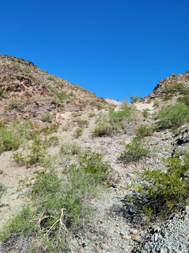 Sonoran style desert slope with foothills palo verde Parkinsonia microphylla bushes under a bright blue sky, North Mountain, Phoenix, Arizona