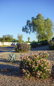 Phoenix Arizona desert landscaping with oleander Nerium oleander and agave Agave americana shrubs in late afternoon sun