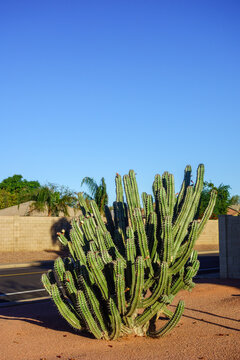 Large Canary Island spurge Euphorbia canariensis succulent under clear blue sky in xeriscape, Phoenix Arizona; copy space