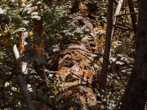 Fallen decaying tree log covered in moss surrounded by green leaves and foliage in a dense sunlit forest canopy during autumn