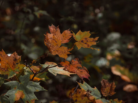Golden orange autumn maple leaves on branch with soft blurred forest bokeh background in seasonal outdoor daylight