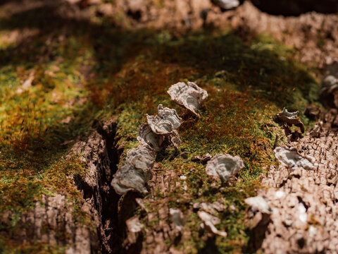 Small wild fungi mushrooms growing on mossy fallen log bark in sunlit forest close up view