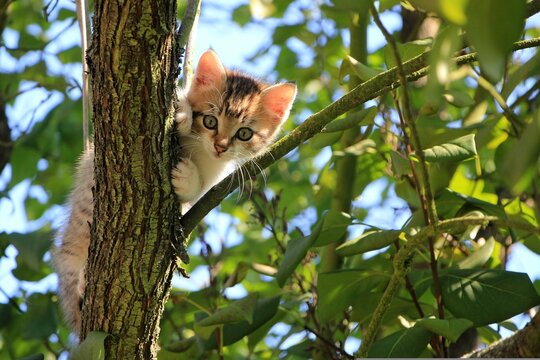 Cute little tabby kitten climbing a tree branch in a garden on a sunny day looking at the camera