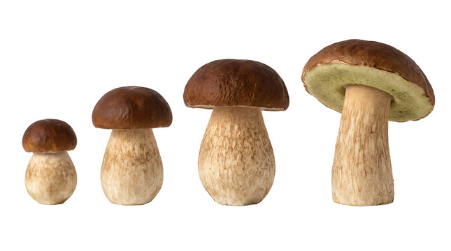 Various growth stages of porcini mushrooms arranged horizontally from small to big on transparent background
