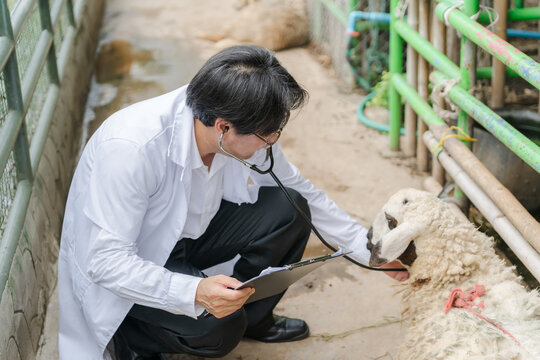 An Asian male veterinarian in a white lab coat uses a stethoscope to check the health of a sheep inside a farm pen.
