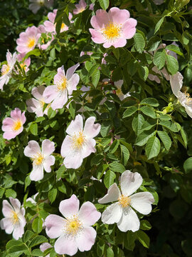 Rosa canina Dog rose flowers vertical 