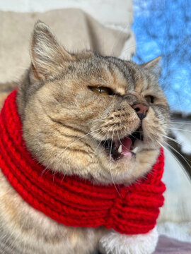 Funny meowing cat in red xmas scarf vertical 