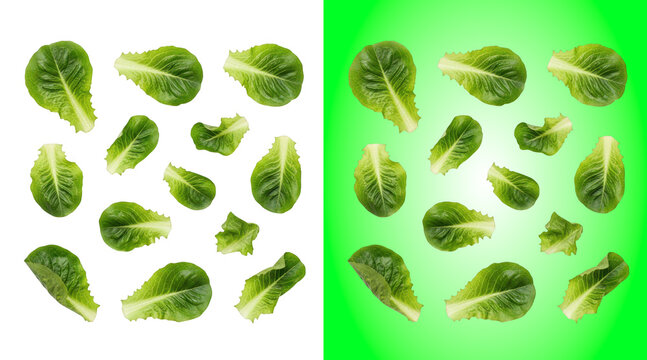 Fresh green romaine lettuce leaves scattered on a white background, for food use