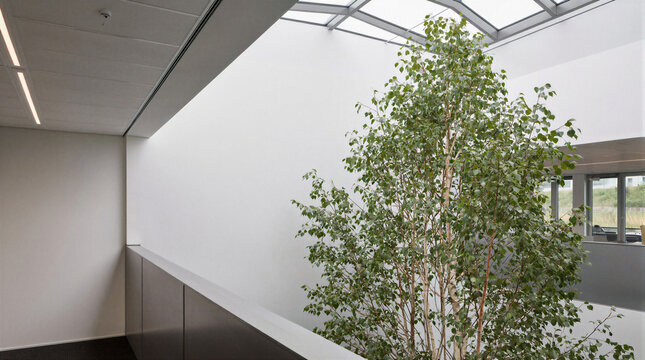 Indoor office atrium featuring a 4m tall multi stemmed birch tree integrated into a floor planter beneath a skylight