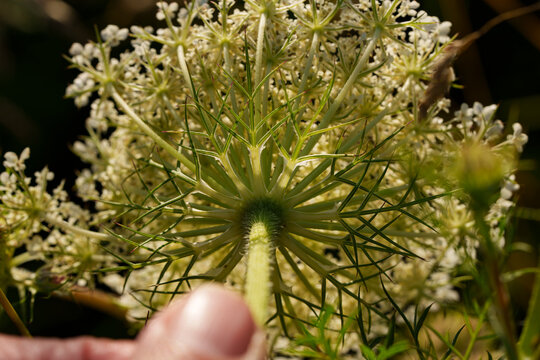 Close-up of white wildflower umbel held by hand against dark background, showing delicate florets, green stems, and fine floral structure in warm natural light.