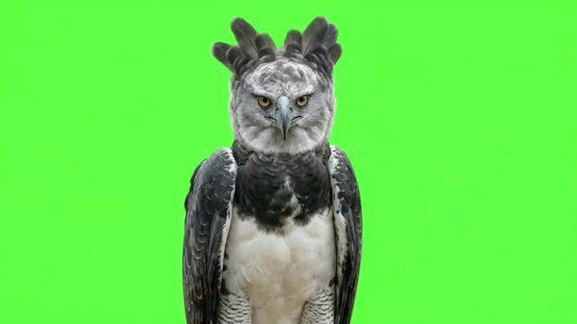 Harpy Eagle Looking at Camera and Walking Green Screen Video