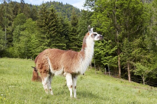 Llama (llama), Reit im Winkl, Germany