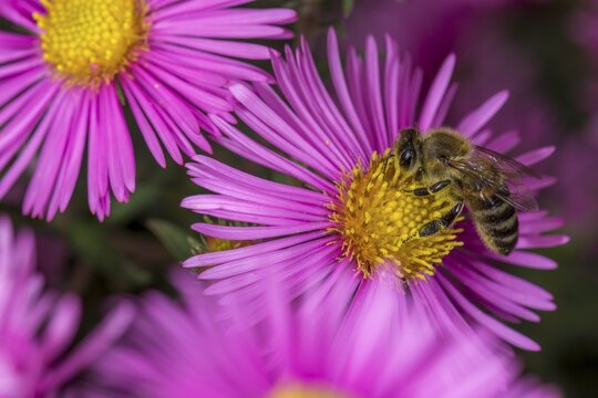 Honey bee (Apis mellifera) on Asterflower (Aster), Lower Austria, Austria