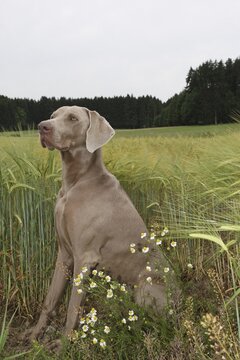 Hunting dog shorthaired Weimaraner, Allg&auml;u, Bavaria, Germany