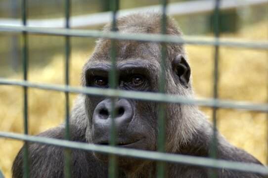Western Lowland Gorilla Gorilla gorilla gorilla in captivity