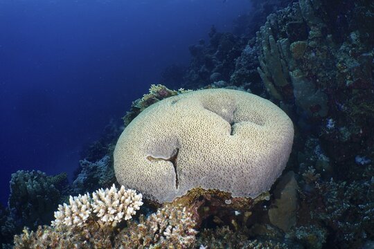 Button Star Coral, Star Coral (Favia favus), Dive Site House Reef, Mangrove Bay, El Quesir, Red Sea, Egypt