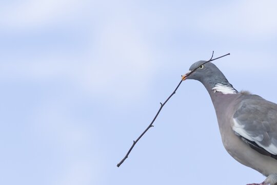 Wood pigeon (Columba palumbus) adult garden bird with a tree branch in its beak for nesting material, Suffolk, England, United Kingdom