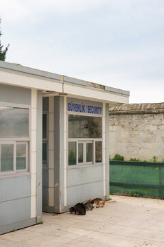Cats eating street food near safety security cabin