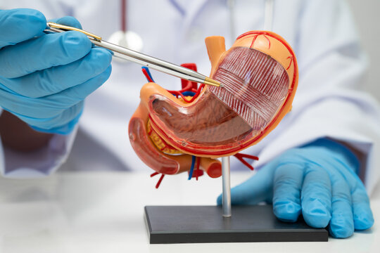 Stomach disease, doctor holding anatomy model for study diagnosis and treatment in hospital.