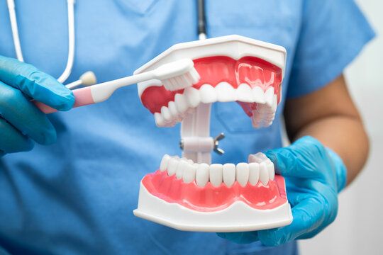 Doctor clean teeth denture with toothbrush for teach patient and dentist studying about dentistry.