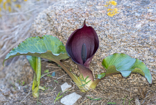 Arum pictum