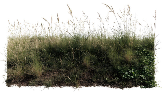 Natural wild grass patch isolated on transparent background for landscape design projects