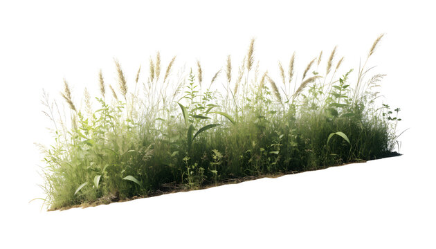 Wild meadow grass strip with tall wheat stalks isolated on transparent background