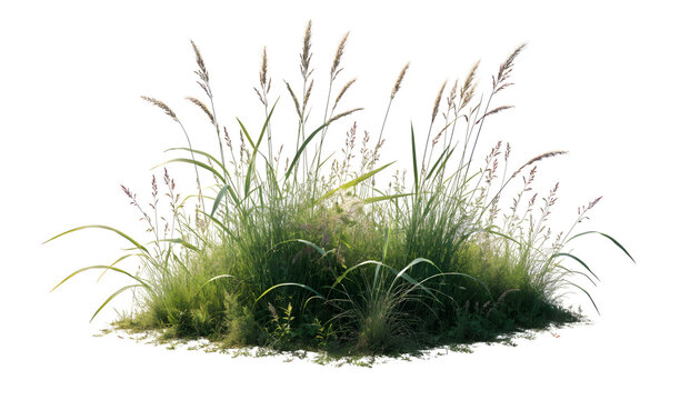 Wild meadow grass patch isolated on transparent background for landscape design projects