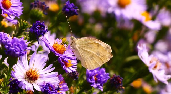 White butterfly and purple flower in the garden, close macro details, bugs and insects wildlife background