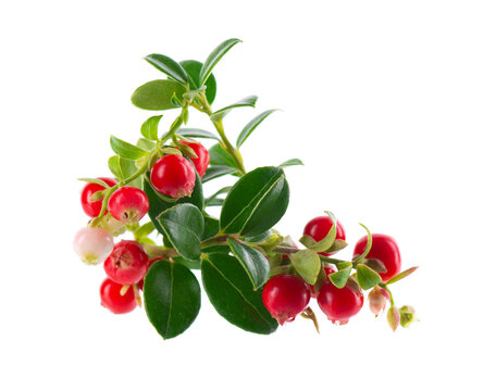 Fresh cowberry berries with leaves, isolated on white background. Ripe cranberry, cowberry, lingonberry. Clipping path.