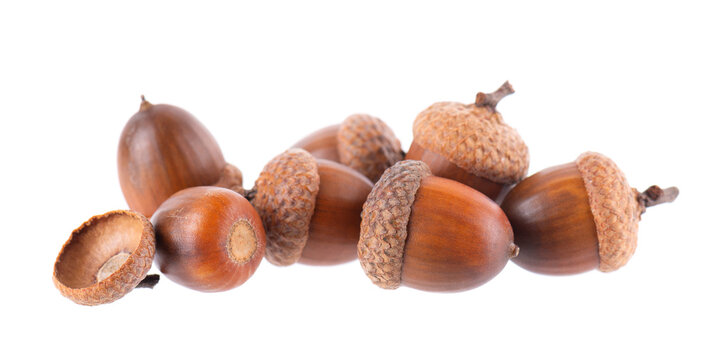 Acorn oak isolated on white background. Ripe brown acorns. Clipping path.
