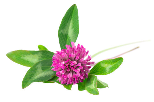 Clover flowers isolated on white background. Pink clover on a stem with green leaves. Medicinal herb.