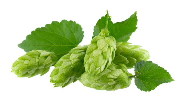 Fresh green hop branch isolated on white background. Hop cones. Beer brewing ingredient.