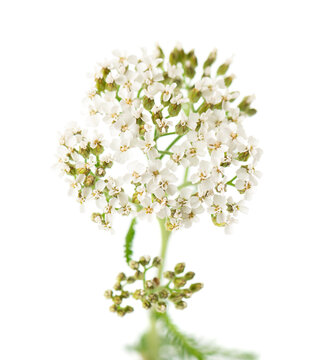 White yarrow flowers with green foliage isolated on white background. Achillea millefolium. Medicinal herb.