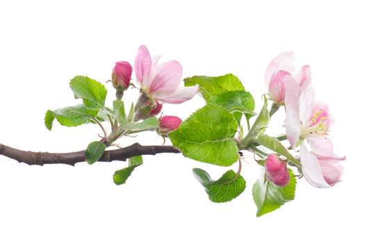 Spring apple blossom isolated on white background. Branch of flowering apple tree with pink and white flowers and green leaves. Clipping path.