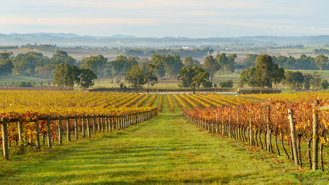 Autumn vineyard in the Yarra Valley