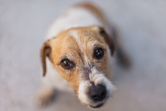 Jack Russell Dog looking into camera