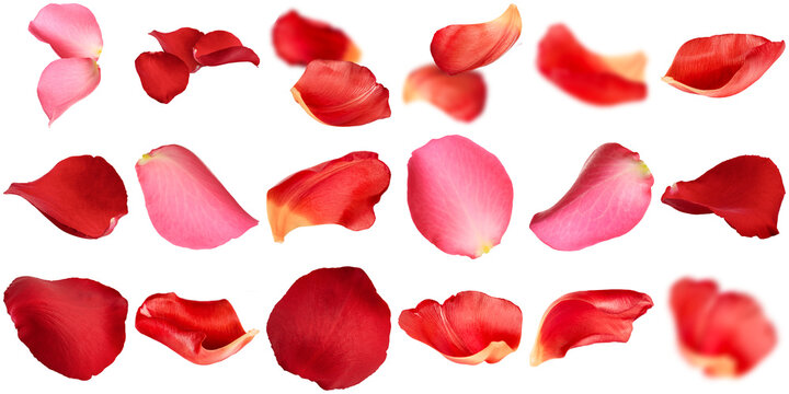 Vibrant red and pink rose petals in various stages of falling and scattering, isolated on a transparent background.