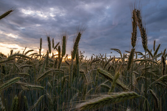 Farmland summer landscape with agriculture field of wheat