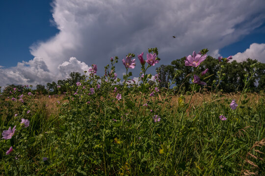 Summer landscape with mallow flowers