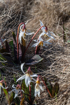 Nature mountain landscape with erythronium flowers