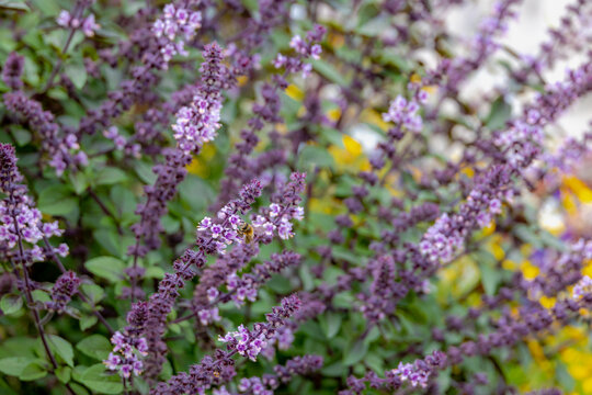 Selective focus of purple flowers with bee, African blue basil is a hybrid variety, A cross between camphor and dark opal basil. It is one of a few types of basil that are perennial, Nature background
