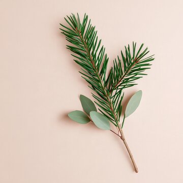 Evergreen branch with rounded leaves rests on a soft backdrop.