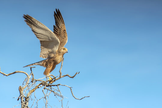 A greater kestrel flies off a tree