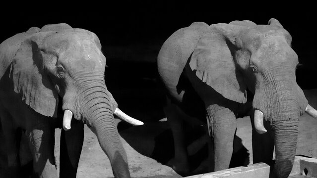 Ultra close up of Two Africa Elephants drinking in black and white, some low light noise is visible. Hwange National park, Zimbabwe