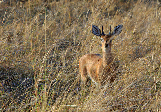 Steenbok (Raphicerus campestris)  looking through the long dry yellow grass in Hwange National Park, Zimbabwe