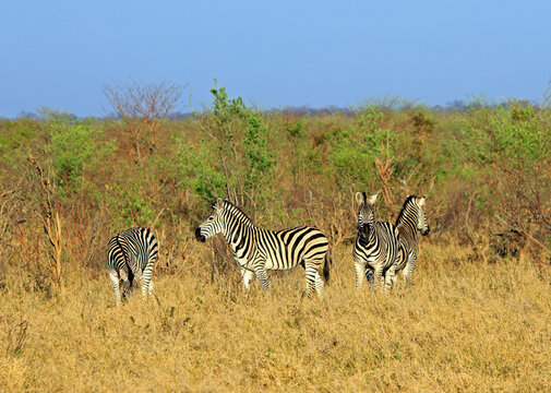 Herd of Burchell Zebra standing in the dry yellow dry African Bush with a bright blue clear sky  in Hwange National Park, Zimbabwe