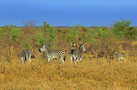 Herd of Burchell Zebra standing in the dry yellow dry African Bush in Hwange National Park, Zimbabwe